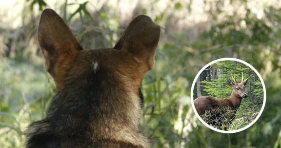 Perros asilvestrados amenazan biodiversidad chilena