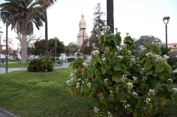 Municipio de La Serena se hace cargo de áreas verdes tras licitación fallida