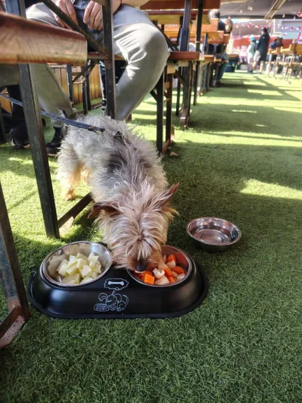 Restobar Living Beach en La Serena adopta perros callejeros y abre menú para mascotas