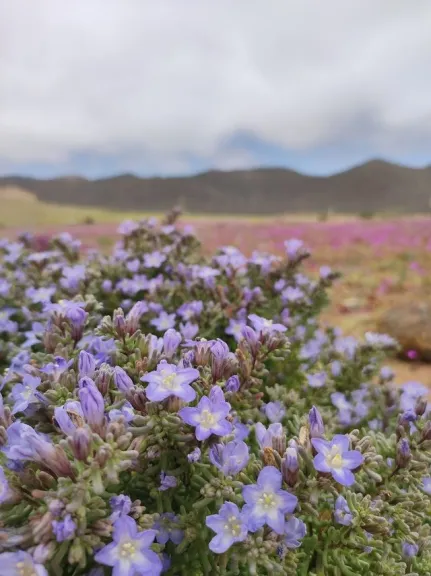 Desierto Florido en Chile: tesoro efímero y único