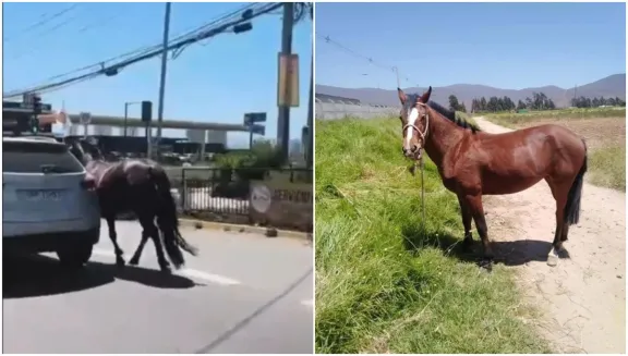 Yegua arrastrada por camioneta en Coquimbo hallada muerta