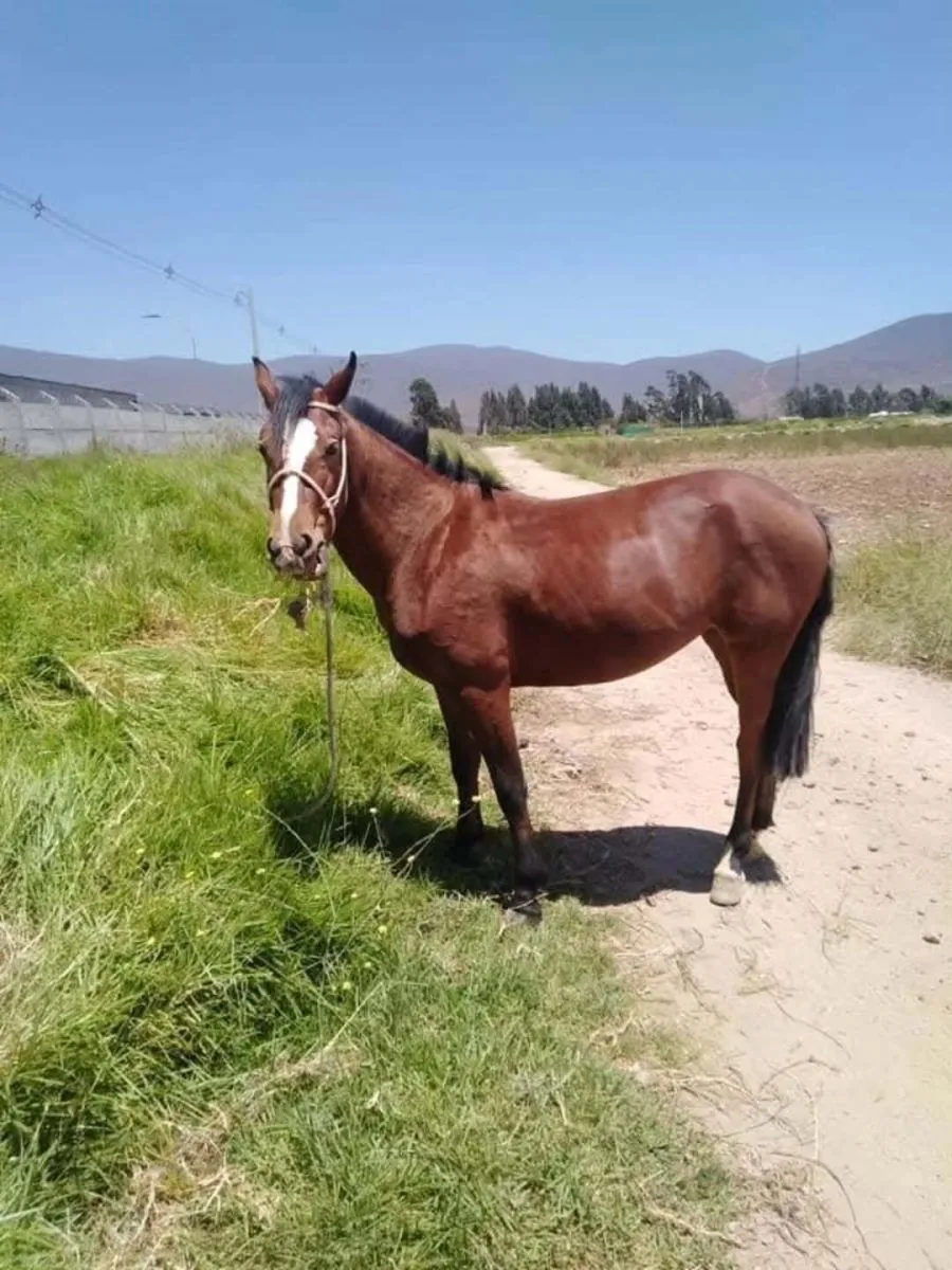 Yegua robada y faenada en Coquimbo: dueño relata su dolor