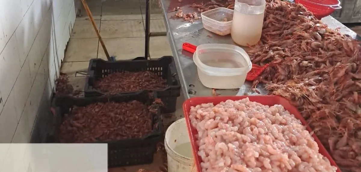 Decomisan 400 kilos de camarón en Coquimbo