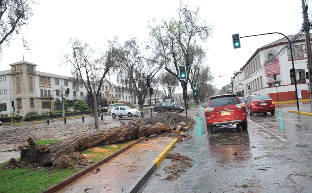 Debido a los temporales, algunos árboles ubicados en la avenida Francisco de Aguirre, muchos de ellos antiguos, no pudieron soportar la fuerza del viento ni de la humedad. / EL DÍA