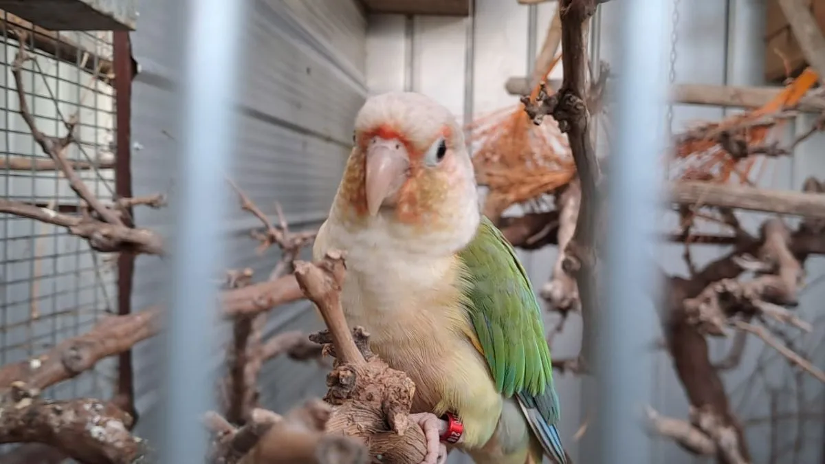 Crianza de aves exóticas en la Región: altos costos afectan interés Crianza de aves exóticas en la Región: altos costos afectan interés
