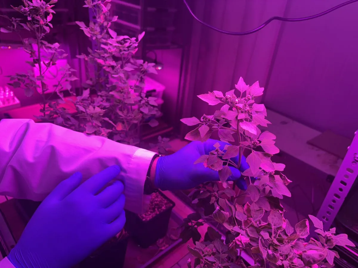 Proyecto chileno investiga uso de quinoa para limpiar relaves mineros Proyecto chileno investiga uso de quinoa para limpiar relaves mineros