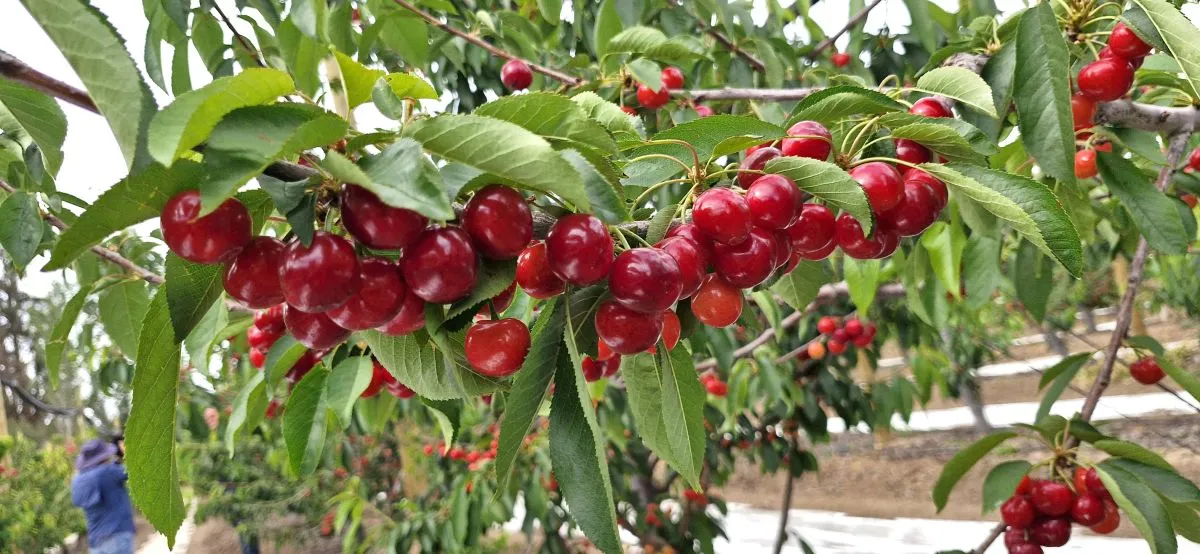 Oferta de cerezas de la región busca expandir mercados Oferta de cerezas de la región busca expandir mercados