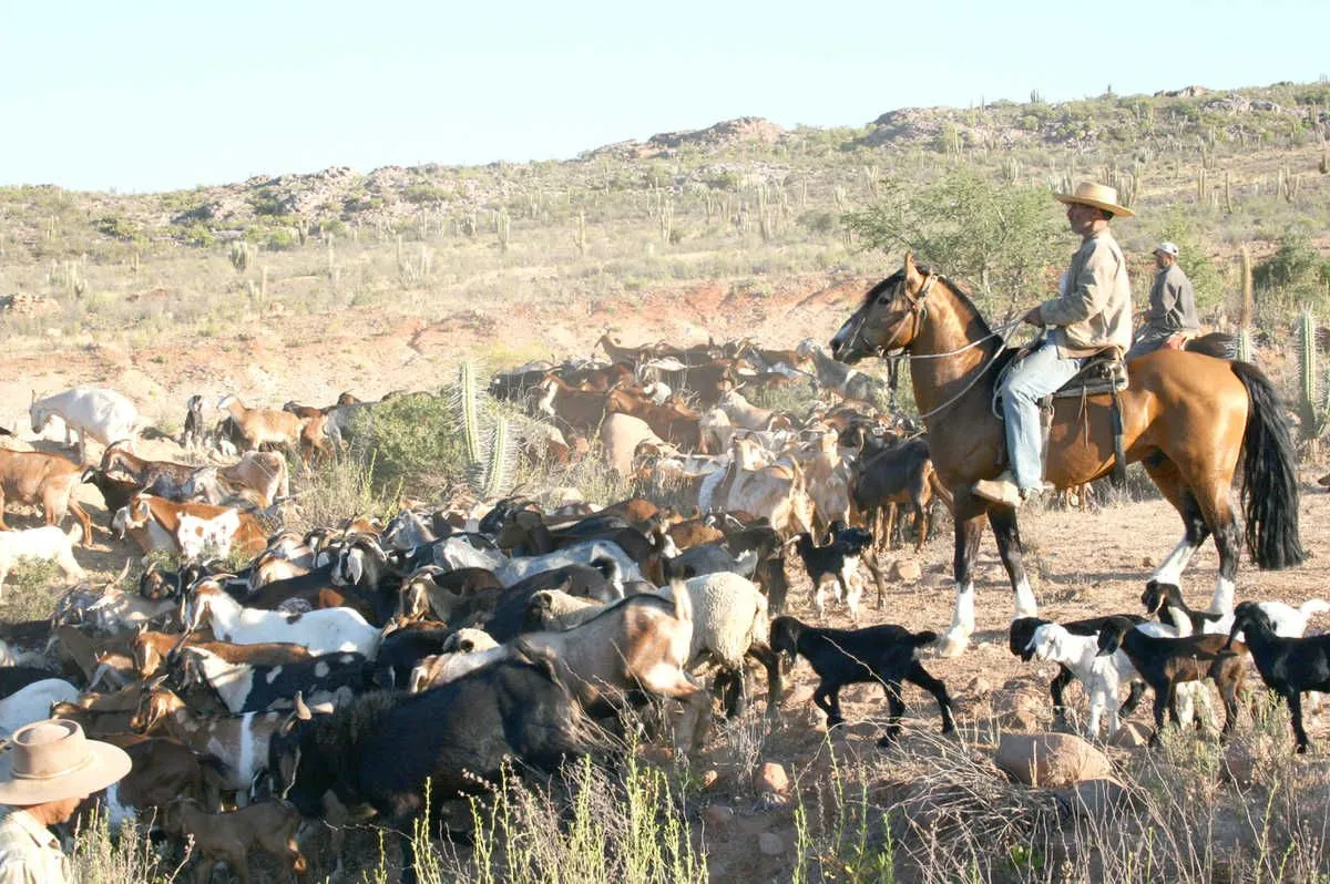 Alcalde de Salamanca pide coordinación para veranadas Alcalde de Salamanca pide coordinación para veranadas