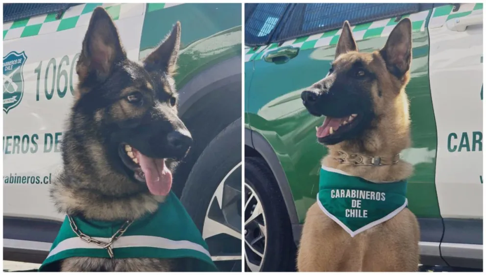 Aurum y Lenny, los nuevos guardianes caninos de Carabineros