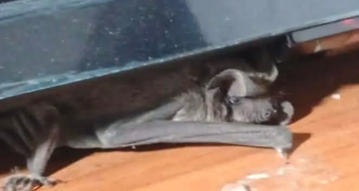 Plaga de murciélagos en viviendas de Las Compañías preocupa a vecinos