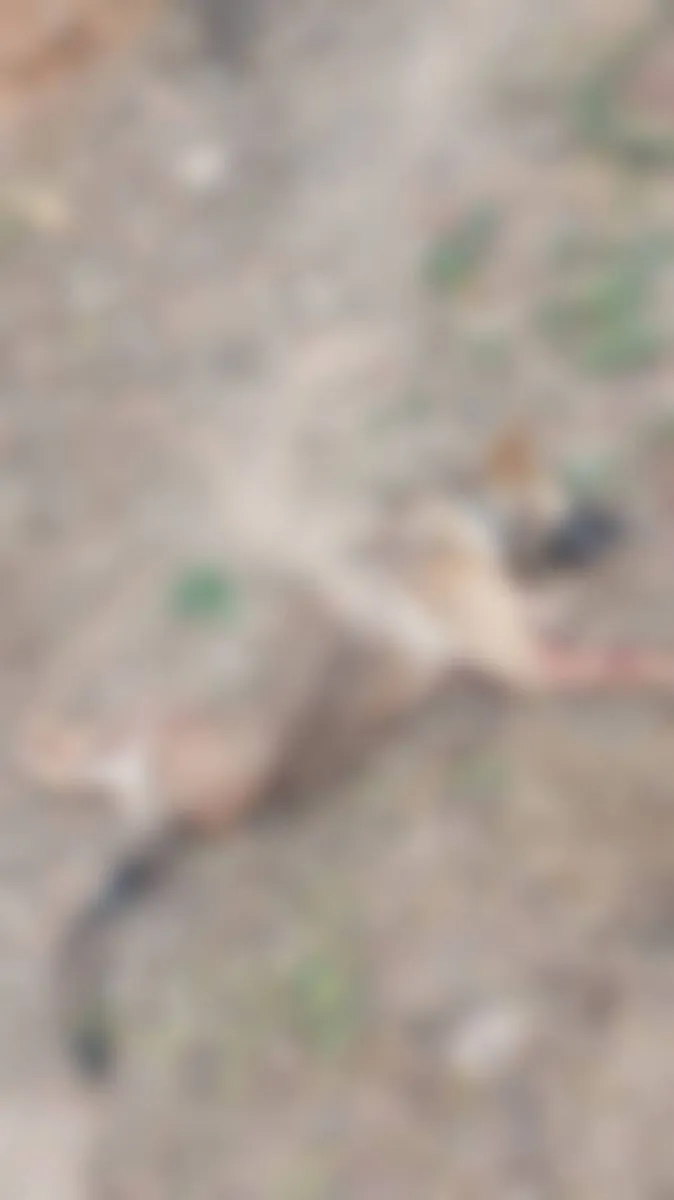 Cachorro de 6 meses muere tras ataque de perros en La Serena