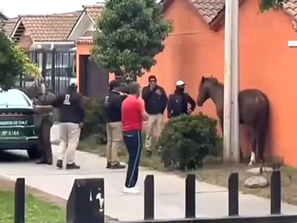 La Serena refuerza operativos para retirar caballos sueltos en vía pública La Serena refuerza operativos para retirar caballos sueltos en vía pública