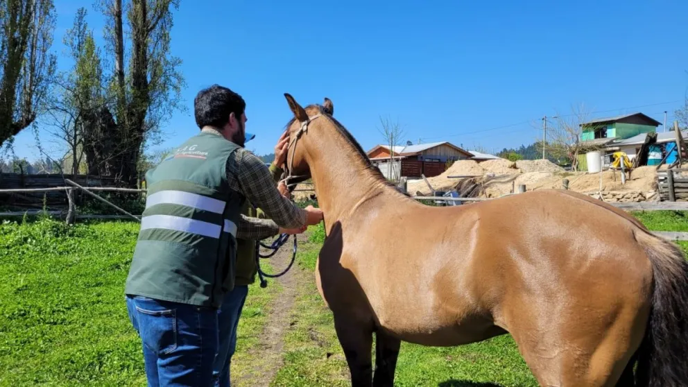 SAG activa medidas de emergencia ante avance de anemia infecciosa equina