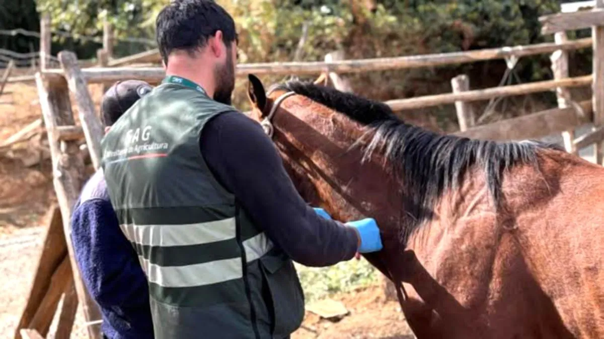 Anemia Infecciosa Equina: 6 Predios en Cuarentena y 31 Caballos Inmovilizados