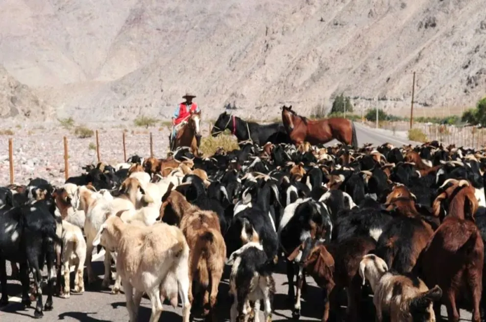 Avanza diálogo entre autoridades argentinas y chilenas por veranadas