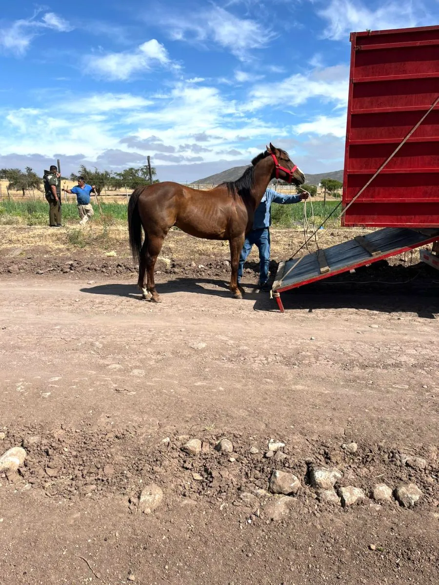 Denuncian falta de contramuestra por anemia infecciosa equina
