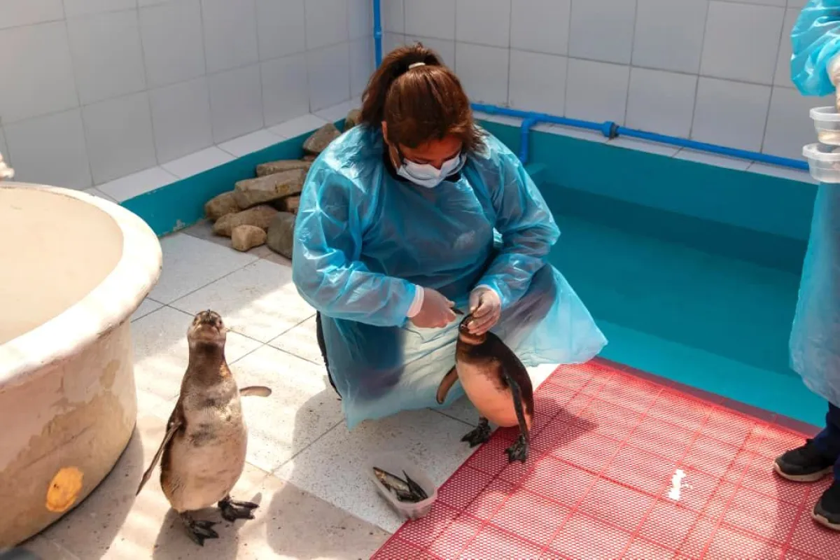 Inauguran centro de rehabilitación de especies marinas remodelado