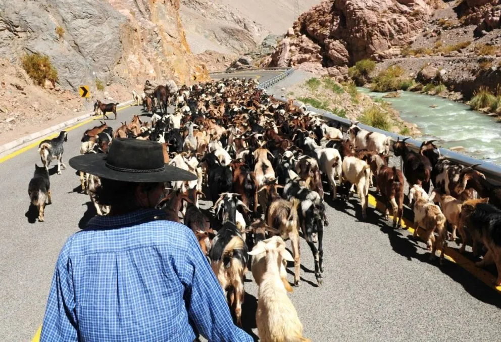 Los crianceros de la región acusan demora en el proceso de las veranadas 2025-2026