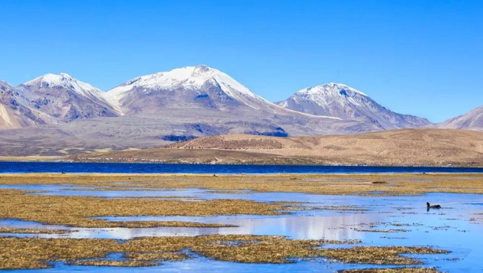 Nuevo Servicio de Biodiversidad concentrará gestión de áreas protegidas y planes de especies amenazadas