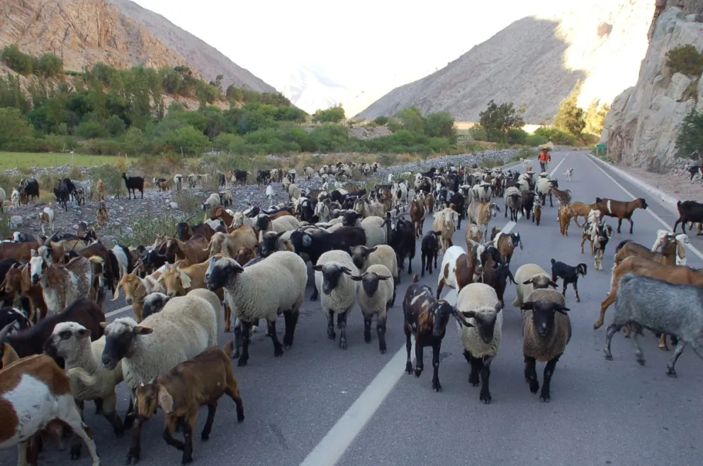 Veranadas 2025-2026 quedan habilitadas tras firma de acta con Argentina