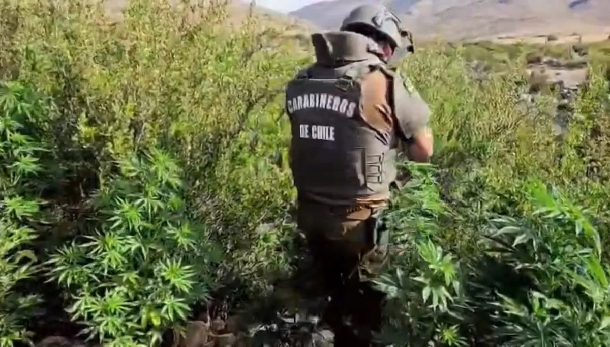 Narcocultivo en zonas rurales: geografía, silencio y temor Narcocultivo en zonas rurales: geografía, silencio y temor