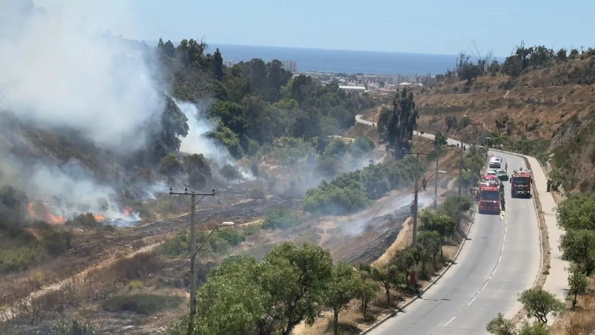 Estado de animales en Centro Veterinario del Parque Coll asegurado por Municipalidad de La Serena