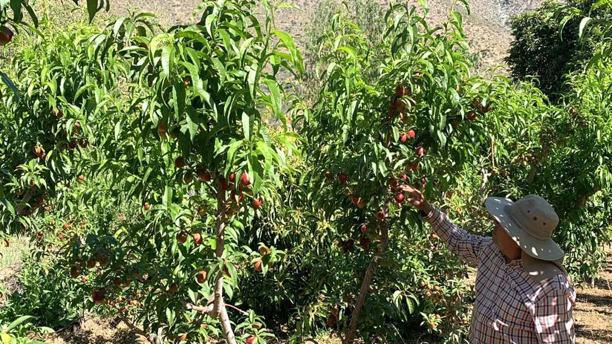 Agricultores valoran cierre de campañas por mosca de la fruta