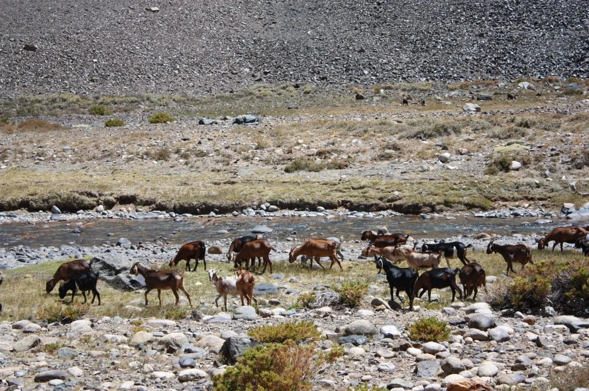 Crianceros de Coquimbo podrán cruzar a San Juan sin pagar tasa de ingreso