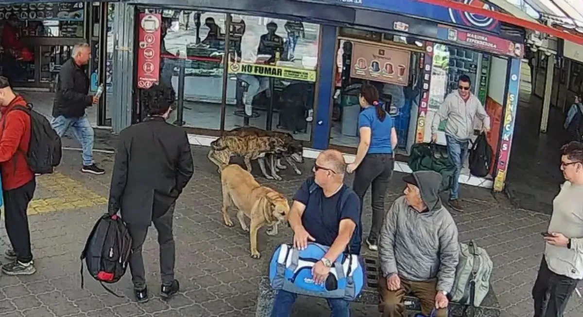 Inseguridad en Terminal de La Serena por perros abandonados