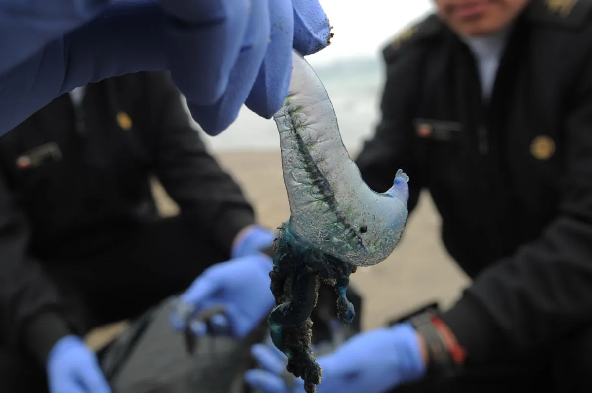 Ocho fragatas portuguesas en borde costero de Coquimbo Ocho fragatas portuguesas en borde costero de Coquimbo