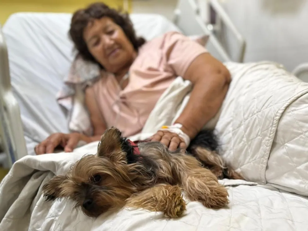 Mascotas podrán visitar a pacientes críticos en el Hospital de Coquimbo