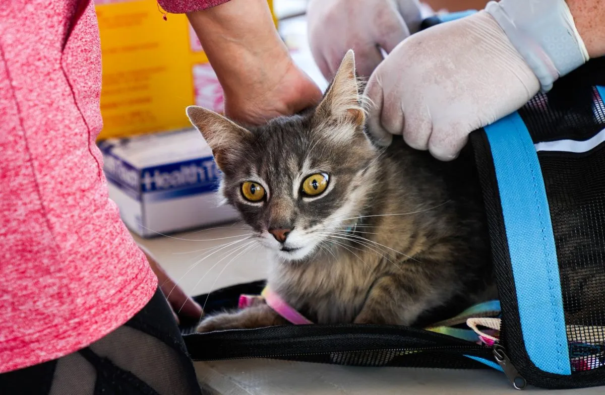 Masivo operativo veterinario en Ovalle refuerza tenencia responsable Masivo operativo veterinario en Ovalle refuerza tenencia responsable