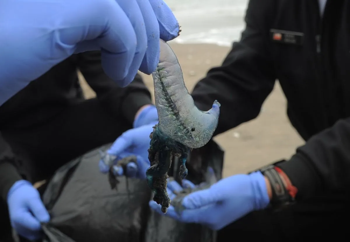 Levantan prohibición de baño por fragata portuguesa