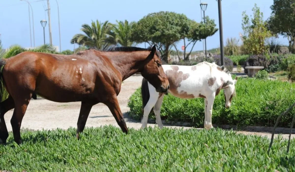 Tres multas por animales sueltos en La Serena en 2026