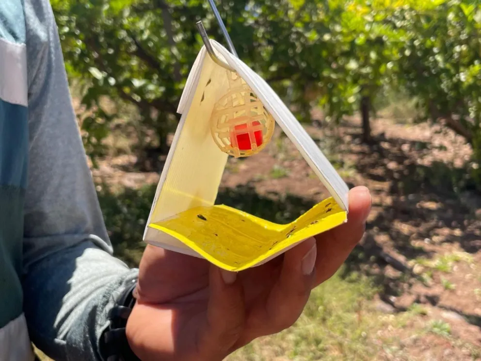 Nuevo brote de mosca de la fruta en Carén mantiene medidas sanitarias en Monte Patria