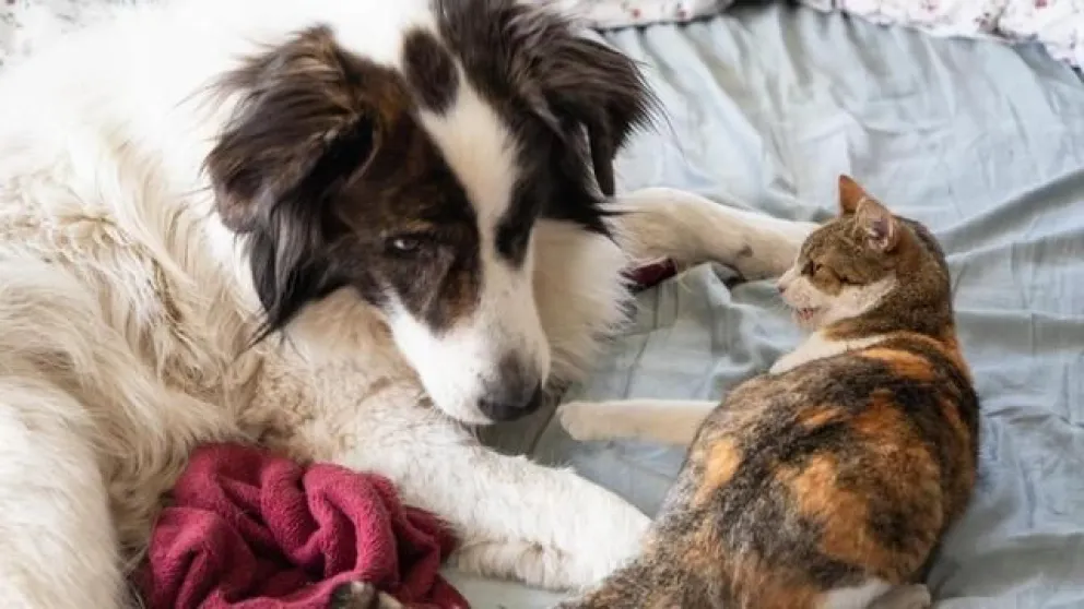 Conoce los 10 nombres de mascotas más inscritos durante el año 2025