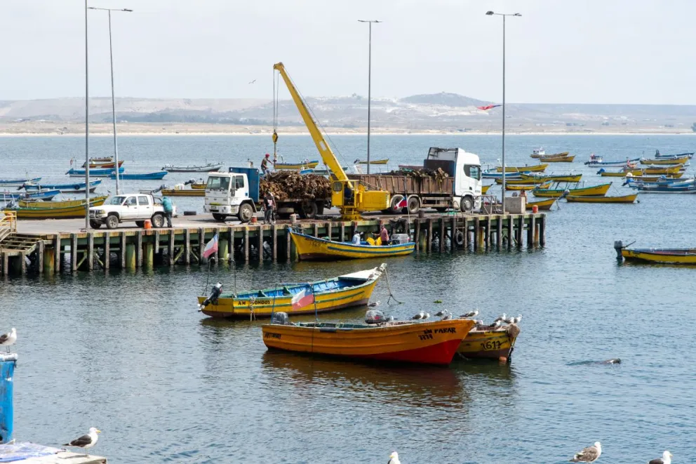 Último informe descarta presencia de toxina amnésica en bahía de Tongoy