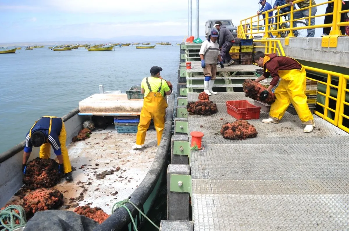 Sernapesca informa resultados positivos, pero seremi mantiene restricción