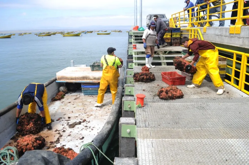 Pese a informe positivo de Sernapesca, seremi insiste en que “no es suficiente para levantar la medida”