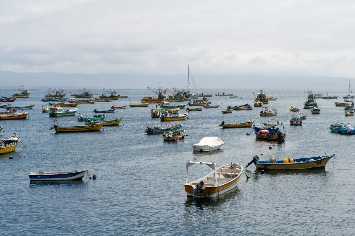 Levantan prohibición por marea roja en Bahía de Tongoy