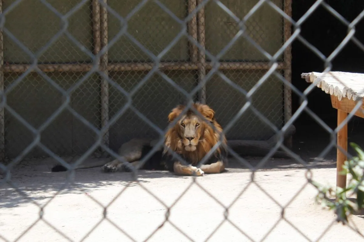 SAG descarta maltrato animal en La Serena Zoo