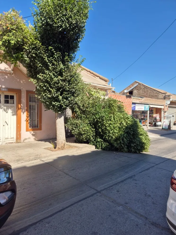 Árboles en mal estado y riesgo eléctrico: vecinos de Ovalle alertan falta de mantención