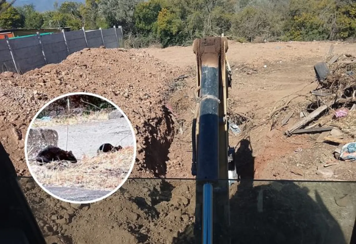 Riesgo sanitario por proliferación de roedores cerca de escuela Ovalle