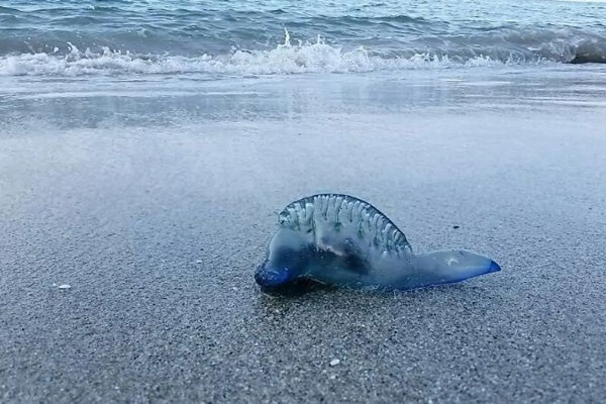 Prohíben baño en Playa Agua Dulce por fragata portuguesa