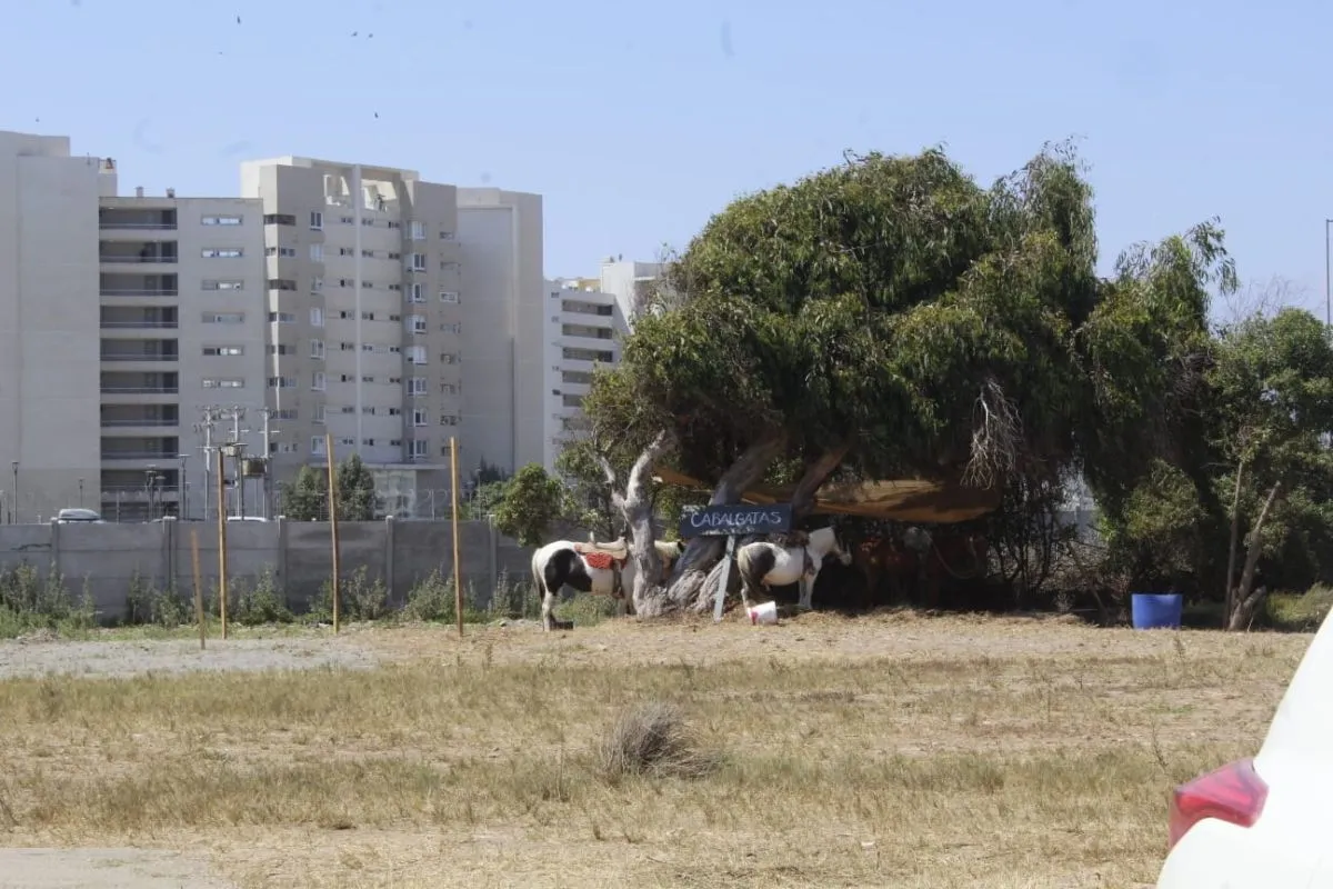Cabalgatas no autorizadas en Paseo El Faro de La Serena