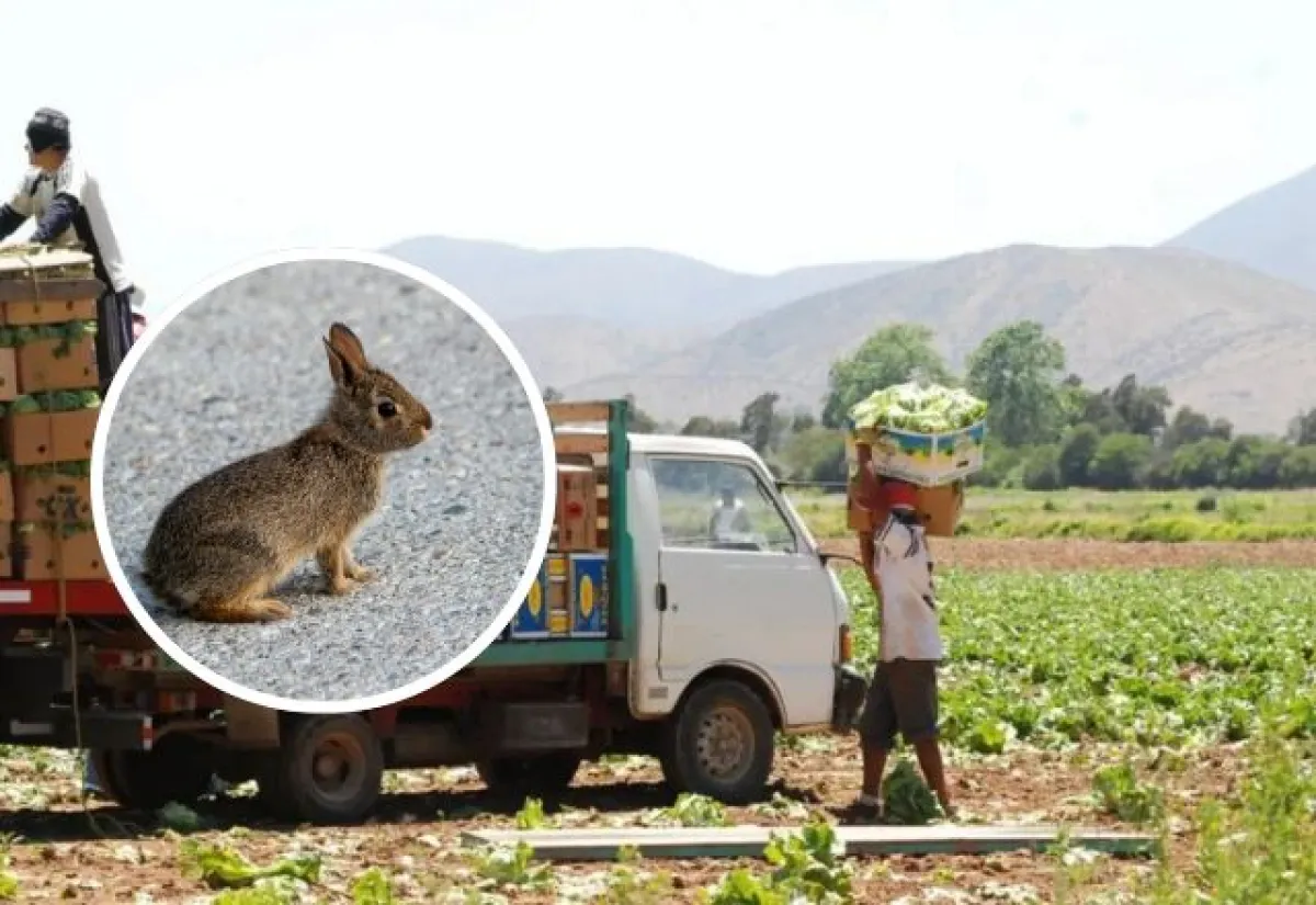 Plaga de conejos pone en riesgo inversiones agrícolas en Valle del Choapa