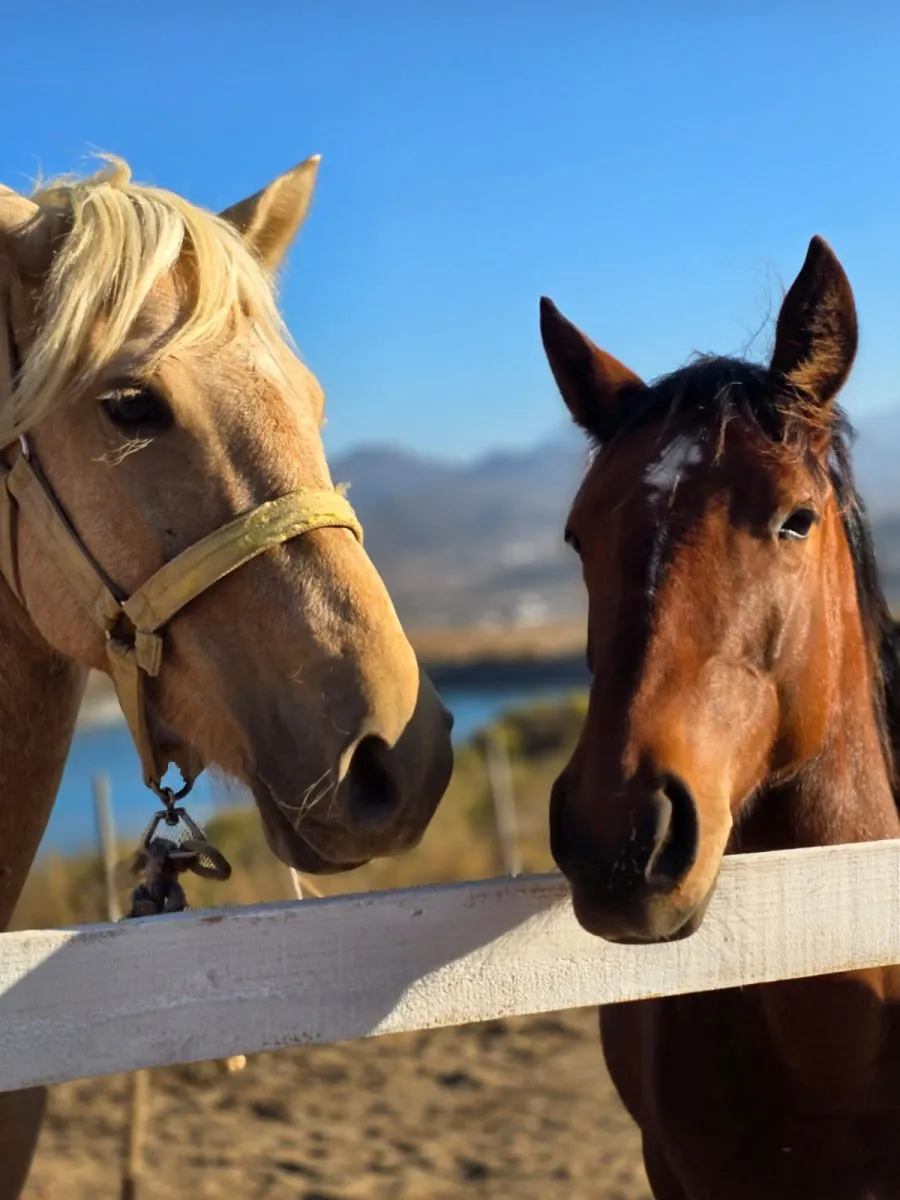 Rescate de caballos maltratados: fundación sin fines de lucro