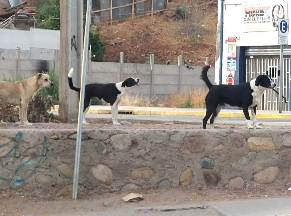 Mujer detenida por perros sin correa en Ovalle Mujer detenida por perros sin correa en Ovalle