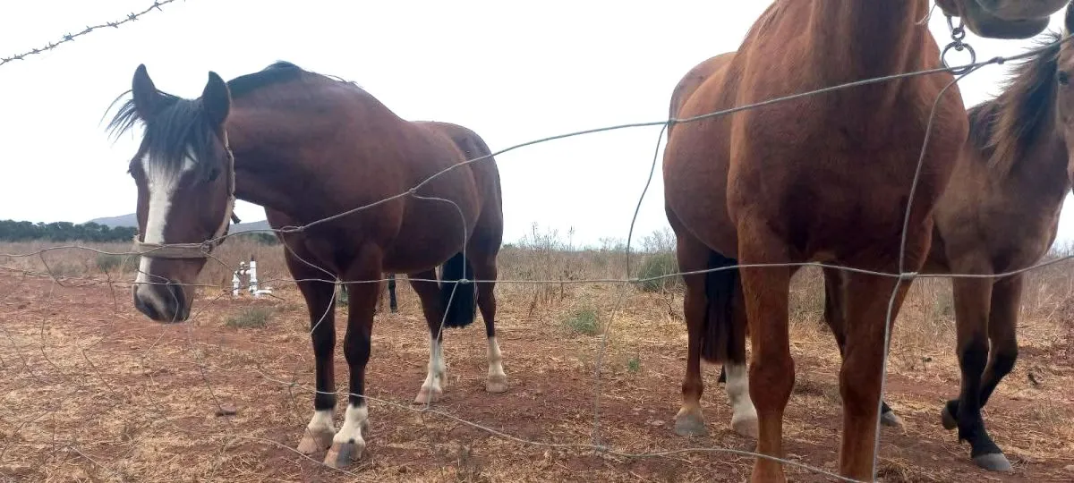 Alerta rural en Ovalle por nuevo caso de abigeato en San Juan