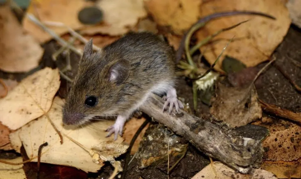 Revisa cuáles son los síntomas del Hantavirus y cómo progresa la enfermedad